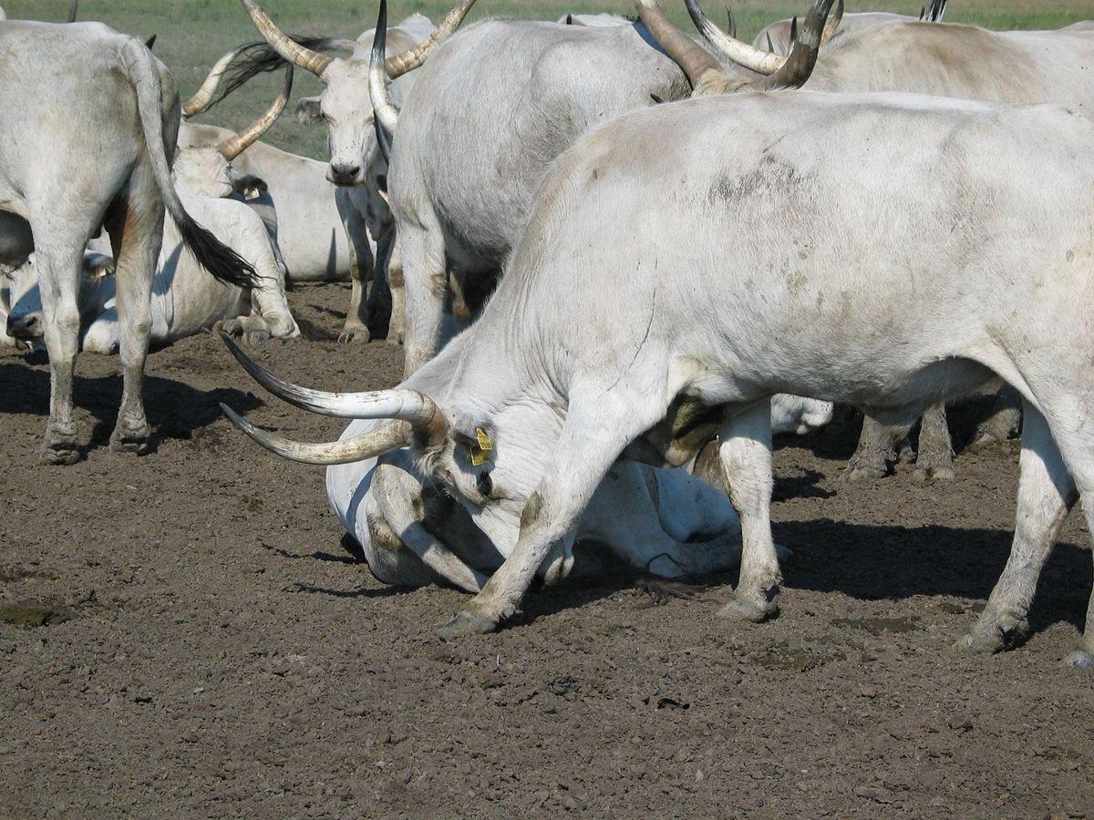 Hungarian Grey Cattle13