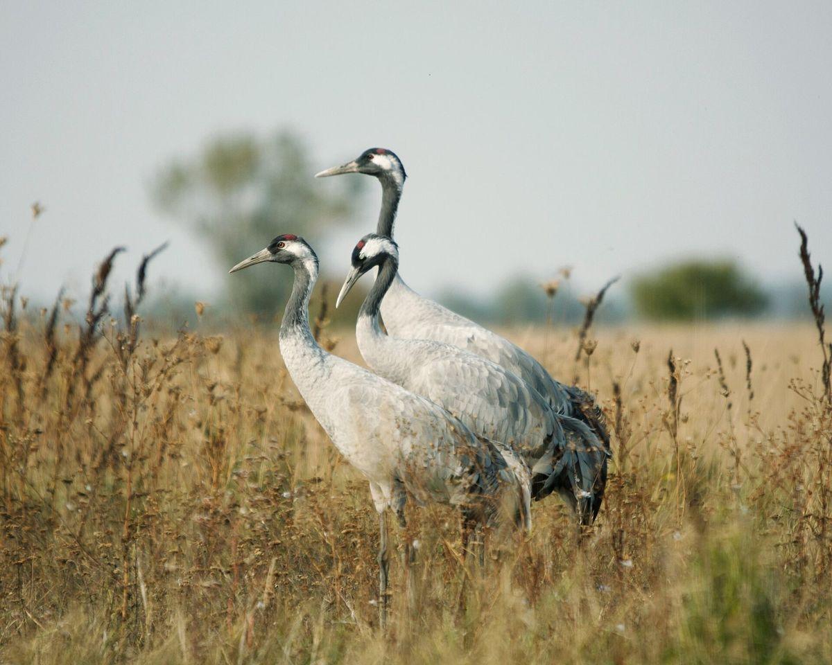 Cranes on Hortobágy
